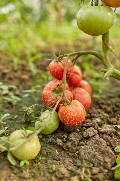 Homegrown ripening tomatoes on vines in a greenhouse garden