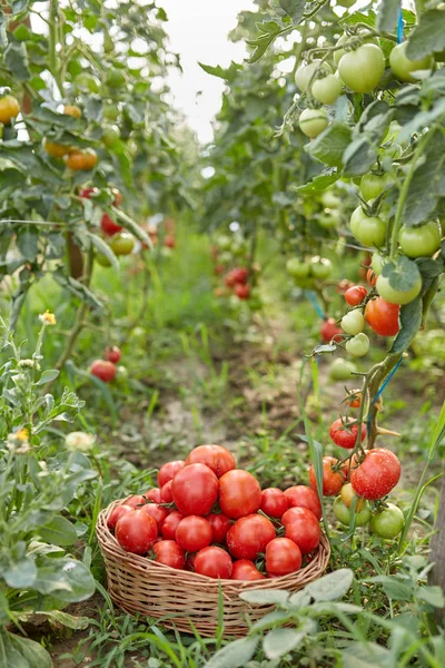 Tomates Recém Colhidos Uma Cesta Estufa — Fotografia de Stock