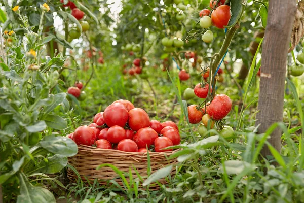 Freshly Picked Tomatoes Basket Greenhouse — Stock Photo, Image