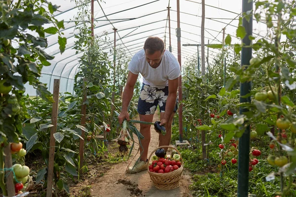 农民在篮子里种着各种蔬菜 站在温室里 — 图库照片