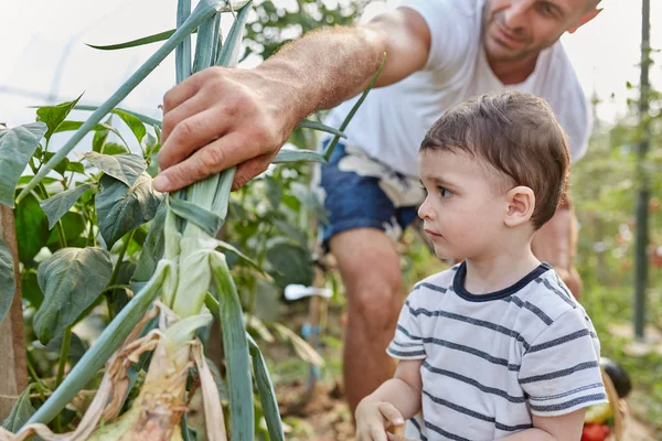 Tata Jego Chłopiec Maluch Ogrodzie Zbieranie Warzyw — Zdjęcie stockowe