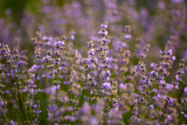 Çiçek açan lavanta çalılarının yakın çekimi