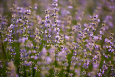 Çiçek açan lavanta çalılarının yakın çekimi