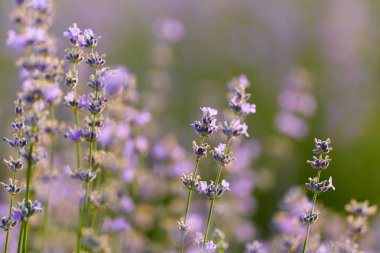Çiçek açan lavanta çalılarının yakın çekimi