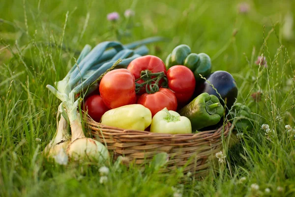 Korb Mit Verschiedenen Gemüsen Gras — Stockfoto