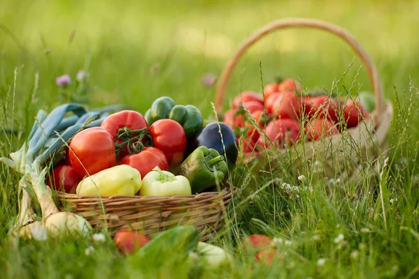 Cesta Varias Verduras Hierba — Foto de Stock