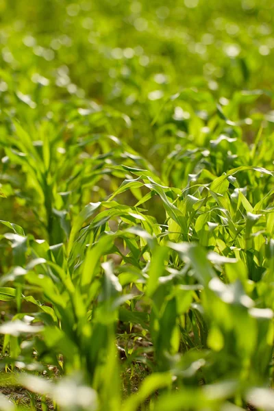 Paisagem Com Campo Milho Floresta Fundo — Fotografia de Stock