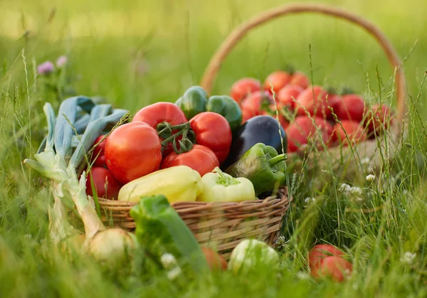 Cesto Varie Verdure Nell Erba — Foto Stock