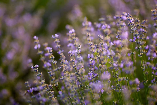 Primer Plano Los Arbustos Lavanda Flor —  Fotos de Stock