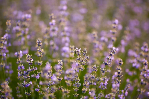 Close Van Lavendelstruiken Bloei — Stockfoto