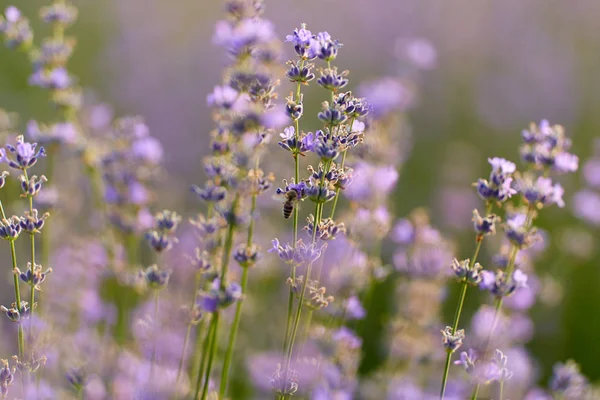 Närbild Lavendel Buskar Blom — Stockfoto