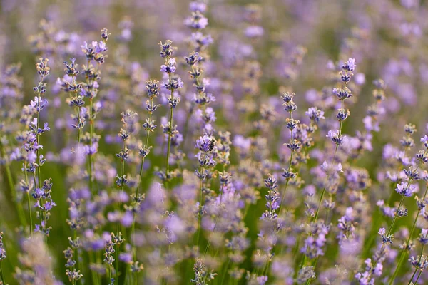 Primer Plano Los Arbustos Lavanda Flor — Foto de Stock