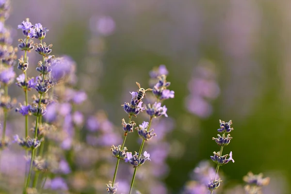 Närbild Lavendel Buskar Blom — Stockfoto