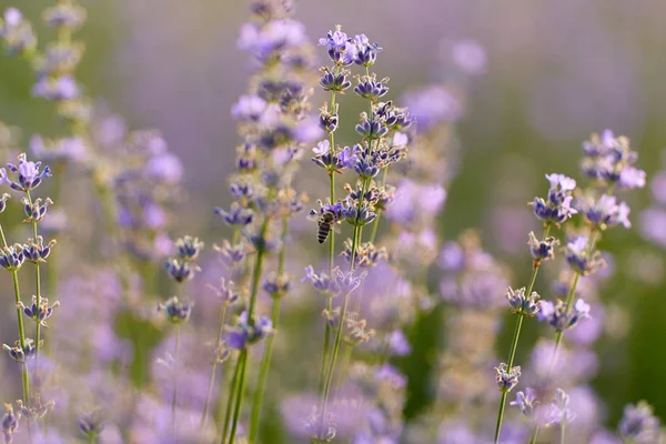 Närbild Lavendel Buskar Blom — Stockfoto