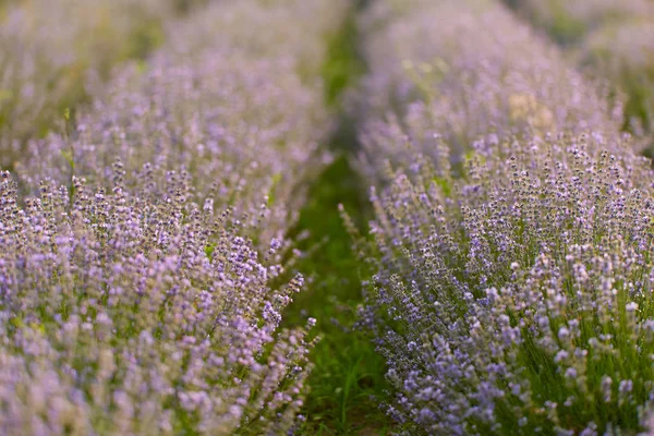 Primer Plano Los Arbustos Lavanda Flor —  Fotos de Stock