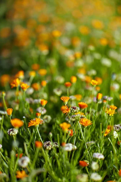 Cama Vaso Flores Calêndula Jardim — Fotografia de Stock