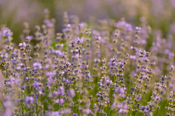Close Van Lavendelstruiken Bloei — Stockfoto