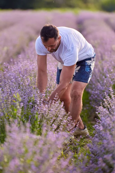 Jordbrukare Skörd Lavendel Vid Solnedgången — Stockfoto