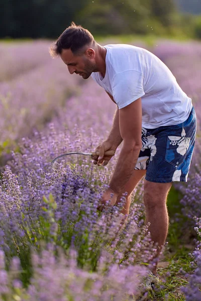 Boer Oogsten Lavendel Bij Zonsondergang — Stockfoto