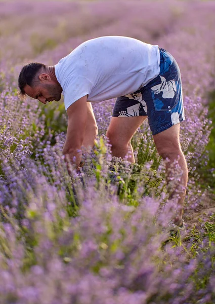 Coltivatore Che Raccoglie Lavanda Tramonto — Foto Stock