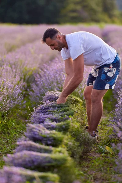 Jordbrukare Skörd Lavendel Vid Solnedgången — Stockfoto