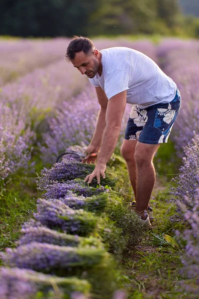 Boer Oogsten Lavendel Bij Zonsondergang — Stockfoto