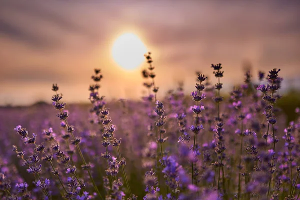 Coucher Soleil Dans Champ Lavande Milieu Été — Photo