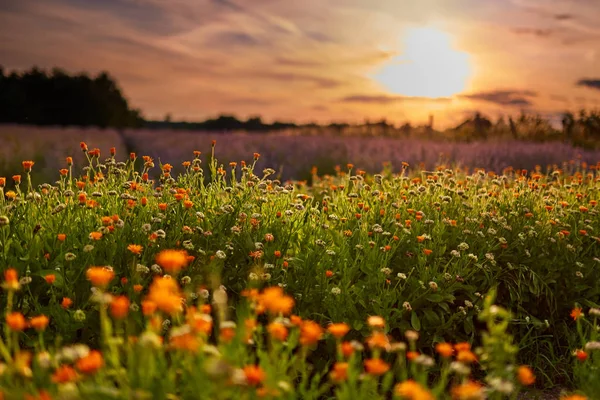 Coucher Soleil Dans Champ Souci Lavande Pot Milieu Été — Photo