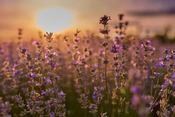 Tramonto Nel Campo Lavanda Metà Estate — Foto Stock