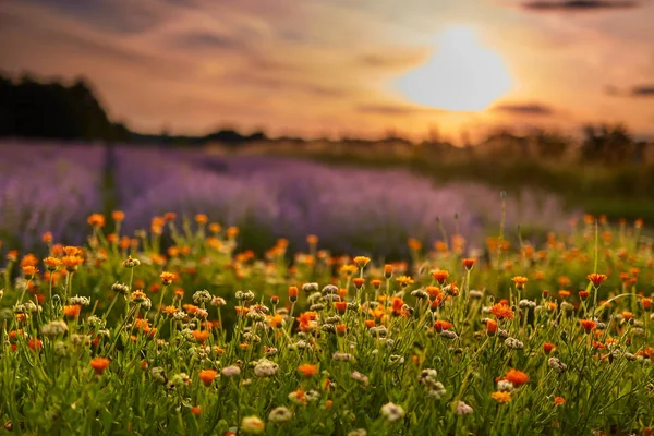 Coucher Soleil Dans Champ Souci Lavande Pot Milieu Été — Photo