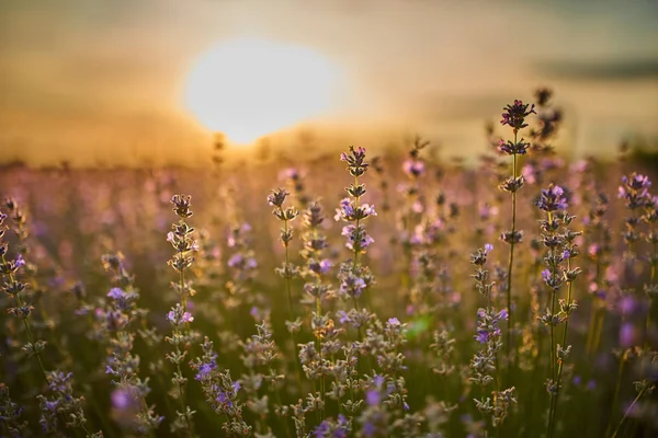 Tramonto Nel Campo Lavanda Metà Estate — Foto Stock