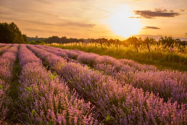 Zonsondergang Het Lavendel Veld Halverwege Zomer — Stockfoto