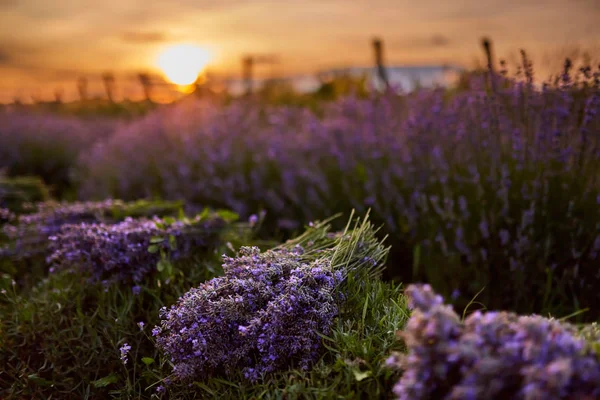 Zonsondergang Het Lavendel Veld Halverwege Zomer — Stockfoto