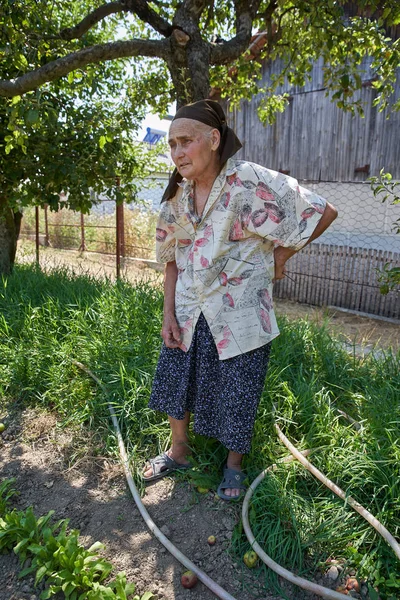 Senior Woman Looking Ripe Vegetable Garden Scissors — Stock Photo, Image