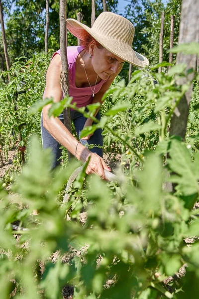 昼間に彼女の庭で植物に水を与える女性庭師 — ストック写真