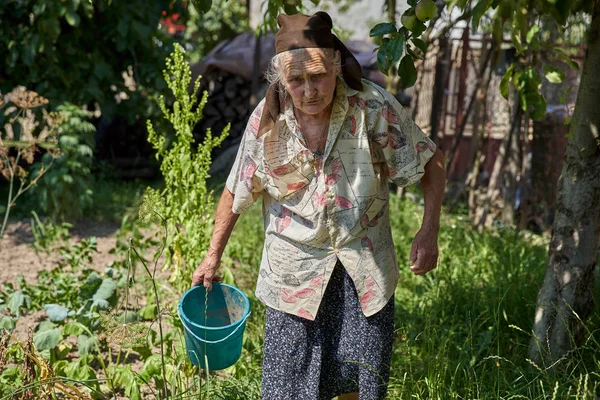 Senior Vrouw Zoek Naar Rijp Fruit Tuin Met Een Schaar — Stockfoto