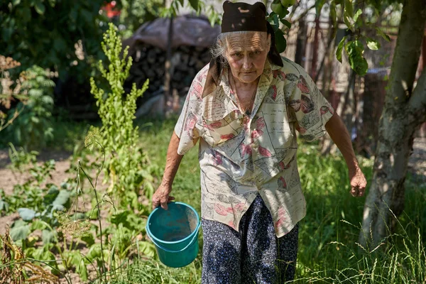 Mulher Sênior Procura Vegetais Maduros Jardim Com Tesoura — Fotografia de Stock
