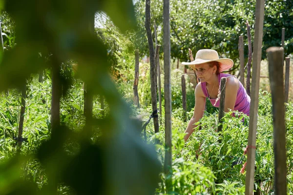 昼間に彼女の庭で植物に水を与える女性庭師 — ストック写真
