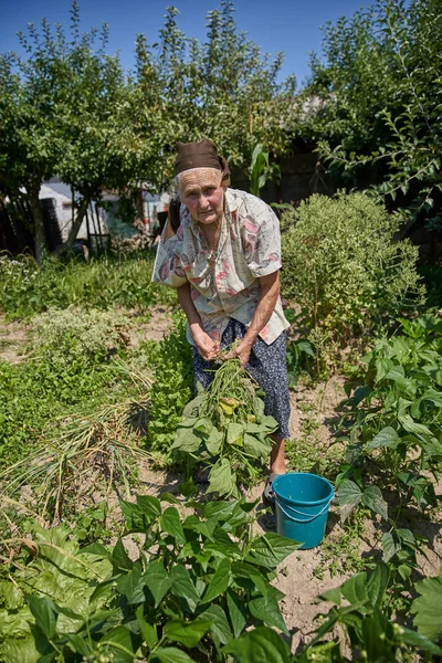 Mujer Mayor Buscando Verdura Madura Jardín Con Tijeras —  Fotos de Stock