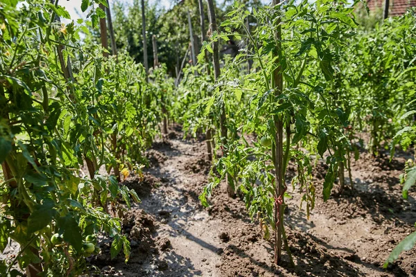 Ripening Tomatoes Vines Garden — Stock Photo, Image