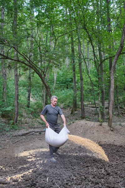 森のレンジャーゲーム餌場で地面にトウモロコシをこぼす — ストック写真