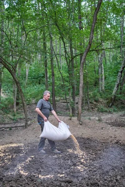 Boswachter Bij Wildvoederplaats Die Maïs Morst Grond — Stockfoto