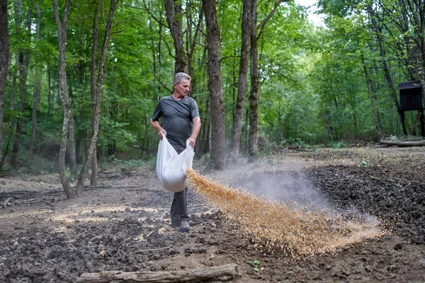 Лісовий Рейнджер Місці Годування Проливає Кукурудзу Землі — стокове фото