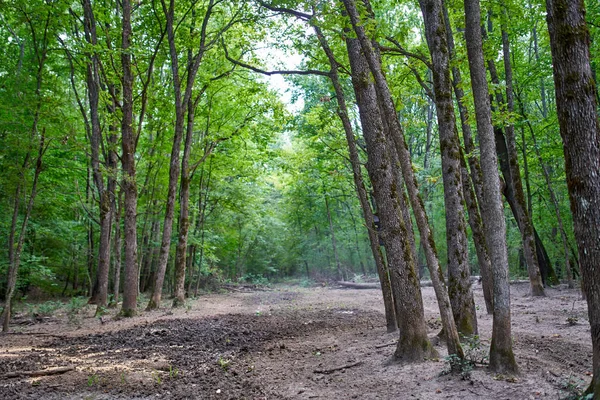 Beautiful Landscape Enchanted Green Oak Beech Forest Summer Day — Stock Photo, Image