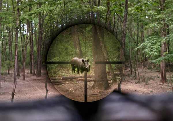 Záběr Pušky Zaměřený Divoký Prase Lese — Stock fotografie