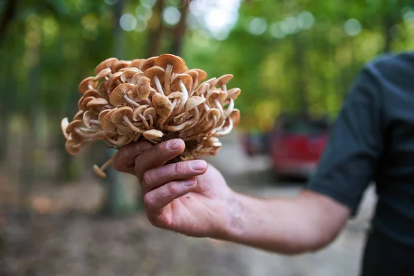 Macro Van Een Bos Van Eetbare Paddestoelen Het Forest — Stockfoto