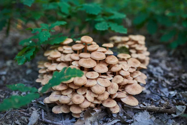 Macro Bunch Edible Mushrooms Forest — Stock Photo, Image