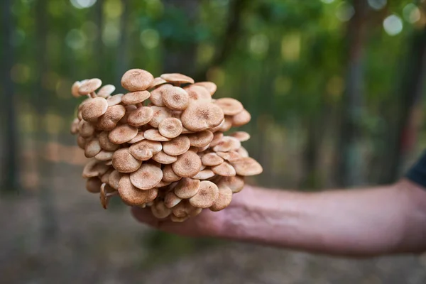 Macro of a bunch of edible mushrooms in the forest — Stock Image Macro Bunch Edible Mushrooms Forest Royalty Free Stock Images