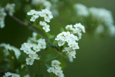 Alıç, Crataegus monogyna, çiçekli, closeup çekim