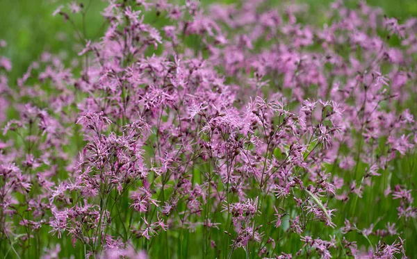 Close Van Klein Wild Paarse Bloemen Berg — Stockfoto